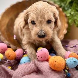 Green collared male - Apricot male Havapoo puppy in Marshallville, Ohio from Grassy Meadow Pups