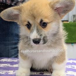 Ginger Red Male - Red male Pembroke Welsh Corgi puppy in Franklin, Indiana from 4 Sail Quarter Horses and Hounds