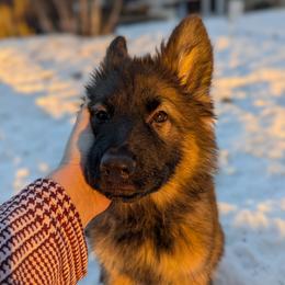 German Shepherd puppies from Legacy German Shepherds