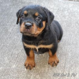Rottweiler Puppies from Foundation's Rottweiler