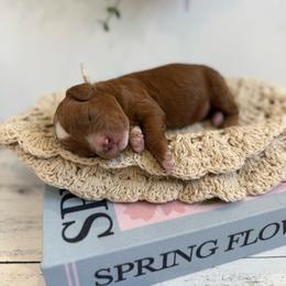 Wren - Red male Cavapoo puppy in Mesa, Arizona from Floralie Doodles