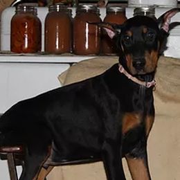 Doberman Pinscher Puppies from Cascade Ranch