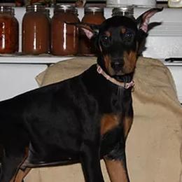 Doberman Pinscher Puppies from Cascade Ranch
