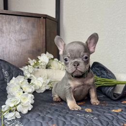 Celeste (blue collar) - Tricolors female French Bulldog puppy in Colorado Springs, Colorado from Sun Mountain Frenchies