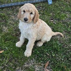 Charlie - White male Irish Doodle puppy in Bonifay, Florida from Heavenly Poodles