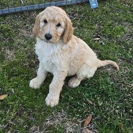 Charlie - White male Irish Doodle puppy in Bonifay, Florida from Heavenly Poodles