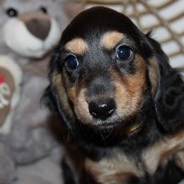 Boy 2 - Black and cream female Dachshund puppy in Craig, Colorado from Rocky Mountain Shih Tzus and Dry Creek Miniature Dachshunds