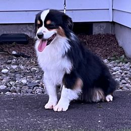 Remi - Miniature American Shepherd