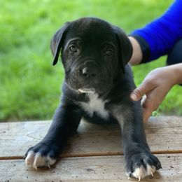 Cane Corso Puppies from Knights of Valor Cane Corso Kennel