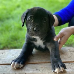Cane Corso Puppies from Knights of Valor Cane Corso Kennel