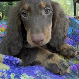 Buddy - Dachshund