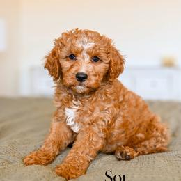 Sol - Red male Cavapoo puppy in Tucson, Arizona from Sun Valley Goldendoodles