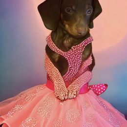 Dachshund Puppies from Sausagedog-NYC