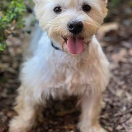 Callie - West Highland White Terrier
