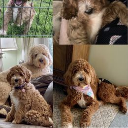 Goldendoodle All Grown Up from Honeysuckle Creek GoldenDoodles