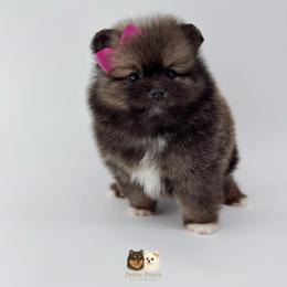 Harper - Wolf sable female Pomeranian puppy in California from Petite Poms Of CA
