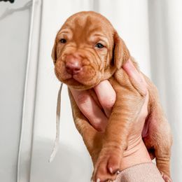 Girl 1 - Golden rust Vizsla puppy in Grady, Alabama from Rebel Heart Vizslas