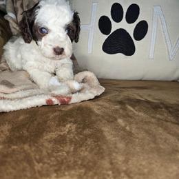 Mania - Black and white male Cockapoo puppy in Fort White, Florida from Jade