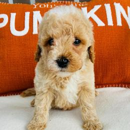 Gunner - Apricot male Goldendoodle puppy in Auburn, Indiana from Martin’s Doodles