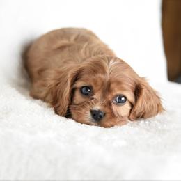 Beau - Ruby male Cavalier King Charles Spaniel puppy in Lawton, Oklahoma from Lindsey’s Cavies