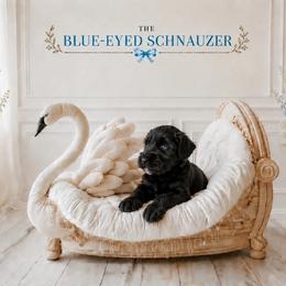 Celebrity - Black female Miniature Schnauzer puppy in Winter Haven, Florida from The Blue Eyed Schnauzer