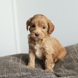 Red - Caramel female Australian Labradoodle puppy in Williamstown, New York from Lewis Manor Labradoodles