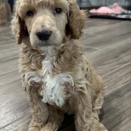 Glinda - Red  female Poodle puppy in Chino Valley, Arizona from Whiskey Row Royals