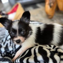 Sadie's Girl 2 - White black and tan female Papillon puppy in Shirley, Arkansas from Lucky Pups