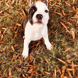 American Staffordshire Terrier and Lowchen Puppies from Lelani
