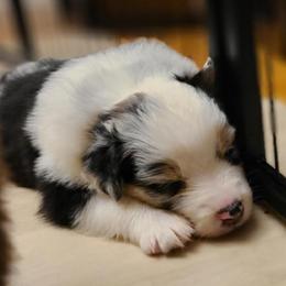 Boy 2 - Blue merle Australian Shepherd puppy in Maryland from Lake Shore Australian Shepherds