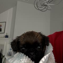 Brussels Griffon Puppies from Griffs & Co.