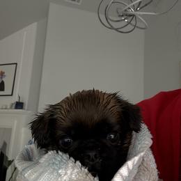 Brussels Griffon Puppies from Griffs & Co.