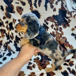 MEISHA - Dapple female Dachshund puppy in Swink, Oklahoma from Palali Farm