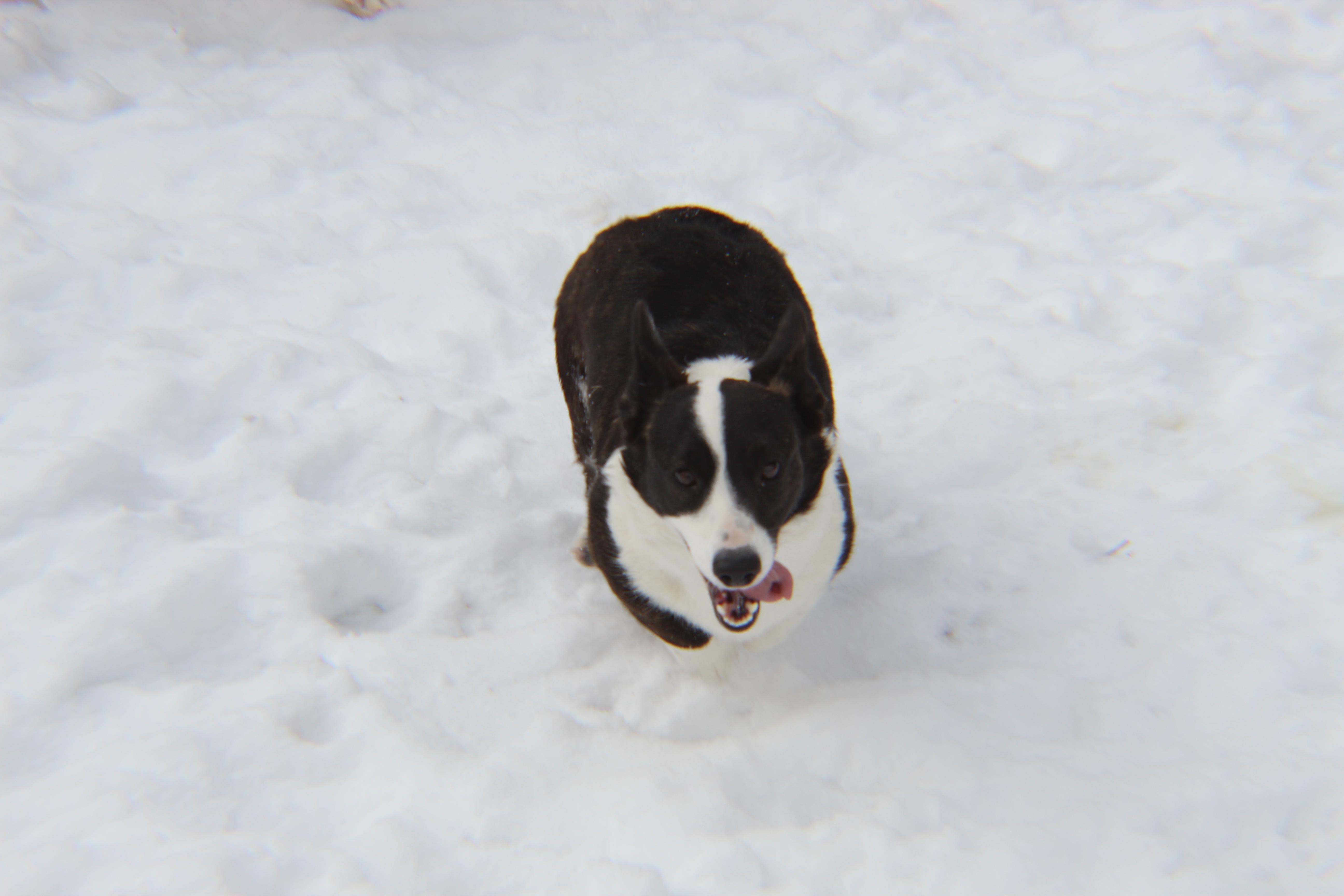 Funshine Kennels in Utah Cardigan Welsh and Shih Tzu puppies