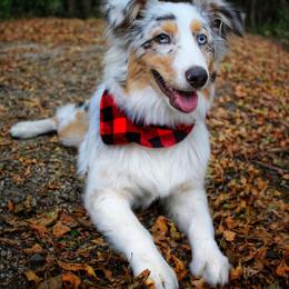 Australian Shepherd and German Shorthaired Pointer All Grown Up from Twin lakes ridge farm