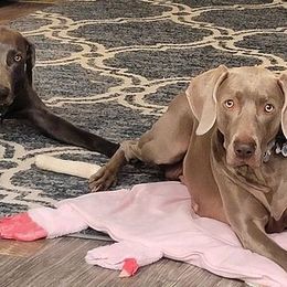 Weimaraners from West Texas Weims