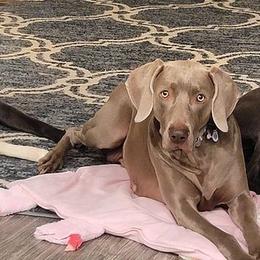 Weimaraners from West Texas Weims