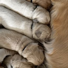 Golden Retriever Puppies from High Desert Goldens, LLC