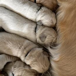 Golden Retriever Puppies from High Desert Goldens, LLC