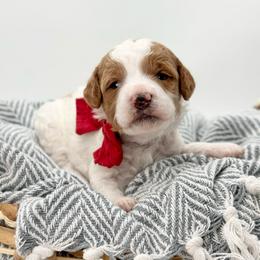 Yarrow - Parti male Goldendoodle puppy in Queen Creek, Arizona from Goldendoodle AZ