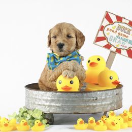 Goldendoodle Puppies from Loving Hearts Goldendoodles