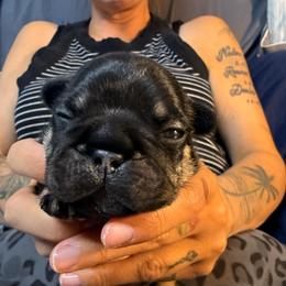 Black and tan tri color boy 1 - Black and tan male French Bulldog puppy in Spanaway, Washington from Frog Faced Frenchies