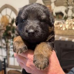 3rd Pick - Black and red female German Shepherd puppy in Snohomish, Washington from Wataha Shepherds