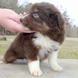 Chococat-1000 - Red tri-color female Australian Shepherd puppy in Star City, Arkansas from Blush & Lace Aussie Co.