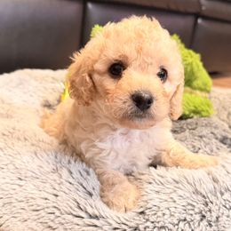 Jenny - Apricot female Cavapoo puppy in Spokane, Washington from PJE Cavs and Poos