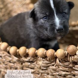 Icelyn - Agouti and white female Siberian Husky puppy in Manteca, California from Wolves with Amor