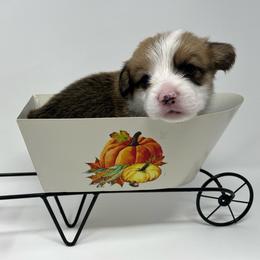 Lincoln - Sable male Pembroke Welsh Corgi puppy in Waco, Texas from The Comma Corgis