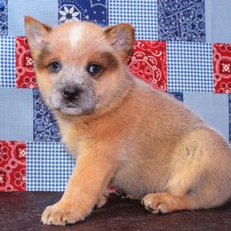Australian Cattle Dog and Pembroke Welsh Corgi Puppies from Heelers in Texas