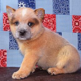 Australian Cattle Dog and Pembroke Welsh Corgi Puppies from Heelers in Texas