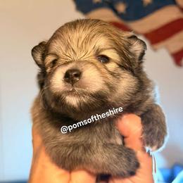 Morwen - Orange sable female Pomeranian puppy in Boca Raton, Florida from Poms of The Shire